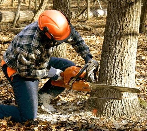 Tree Removal in Glenford, OH